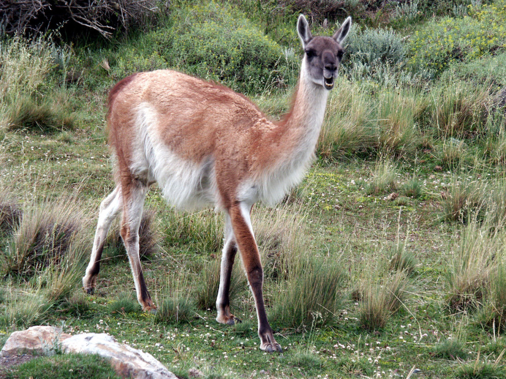 CHIguanaco1