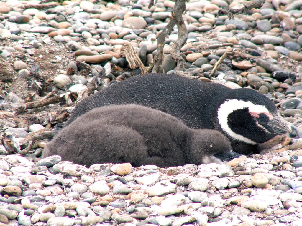 ARsjupinguoins