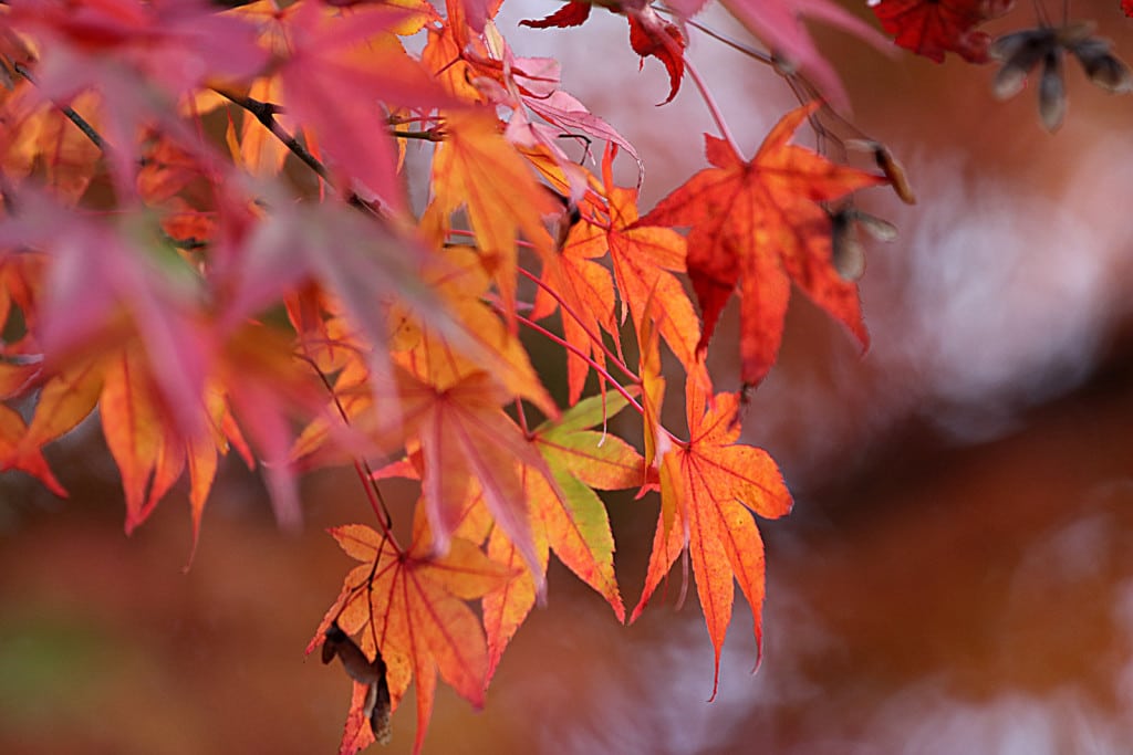 JAPfeuilles