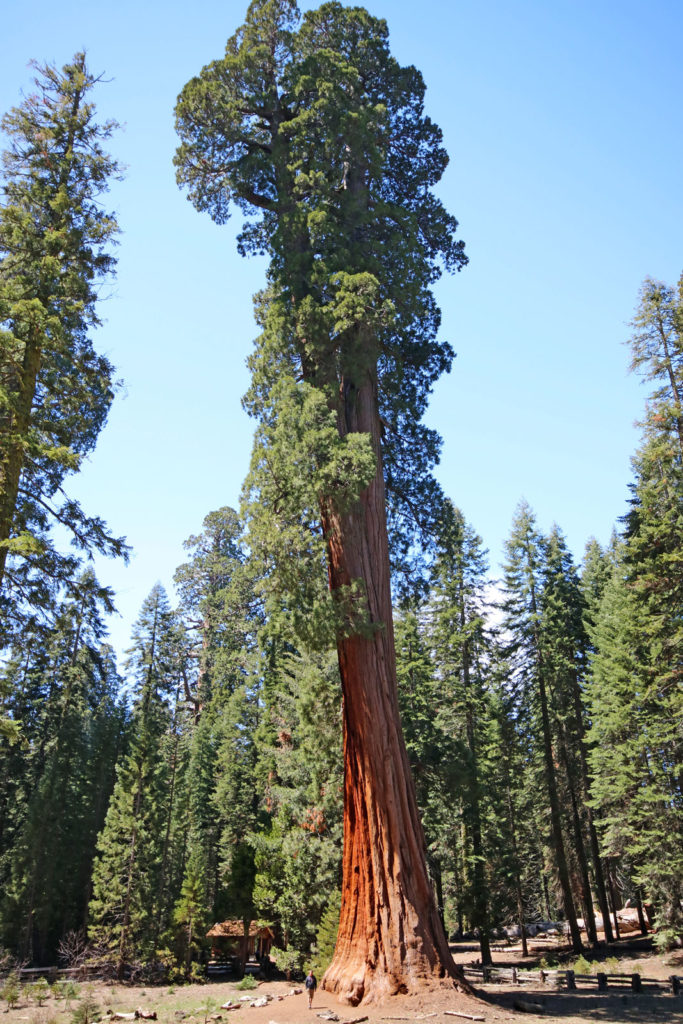 sequoia1