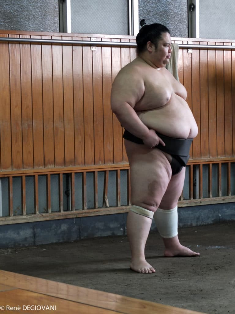 sumo